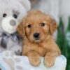 Image of Nacho, a Golden Retriever puppy