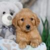 Image of Nacho, a Golden Retriever puppy