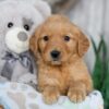 Image of Nacho, a Golden Retriever puppy