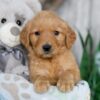 Image of Nacho, a Golden Retriever puppy