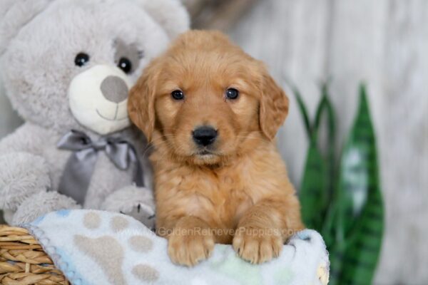 Image of Nacho, a Golden Retriever puppy