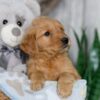 Image of Nacho, a Golden Retriever puppy