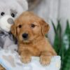 Image of Nacho, a Golden Retriever puppy