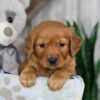 Image of Nate, a Golden Retriever puppy