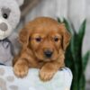 Image of Nate, a Golden Retriever puppy