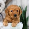 Image of Nate, a Golden Retriever puppy