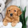 Image of Nate, a Golden Retriever puppy