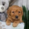 Image of Nate, a Golden Retriever puppy