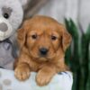 Image of Nate, a Golden Retriever puppy