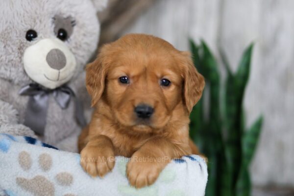 Image of Nate, a Golden Retriever puppy