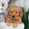 Image of Nate, a Golden Retriever puppy