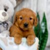 Image of Nemo, a Golden Retriever puppy