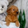 Image of Nemo, a Golden Retriever puppy