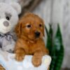 Image of Nemo, a Golden Retriever puppy