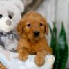 Image of Nemo, a Golden Retriever puppy