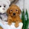 Image of Nemo, a Golden Retriever puppy