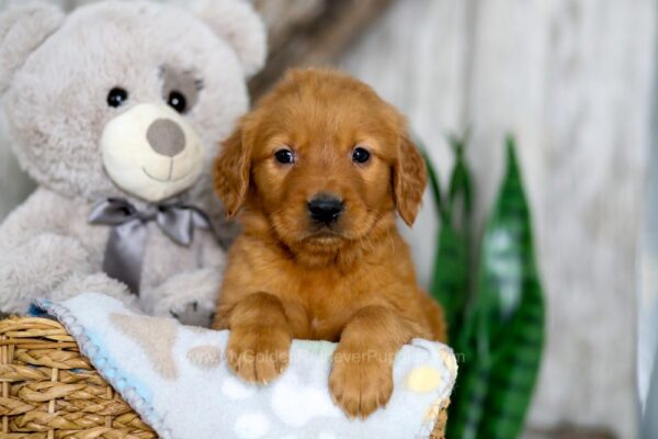 Image of Nemo, a Golden Retriever puppy