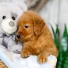 Image of Nemo, a Golden Retriever puppy