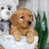 Image of Nessie, a Golden Retriever puppy