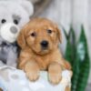 Image of Nessie, a Golden Retriever puppy