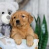 Image of Nessie, a Golden Retriever puppy