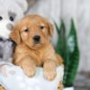 Image of Nessie, a Golden Retriever puppy