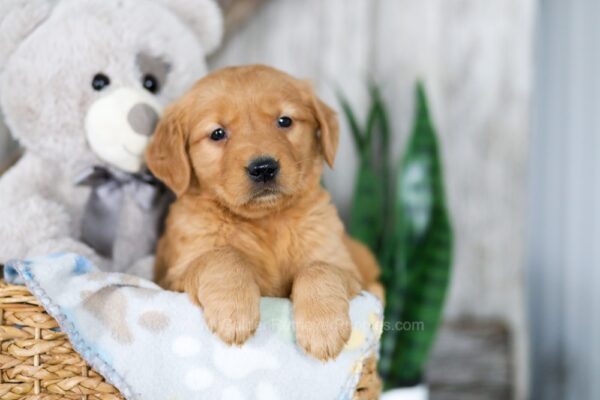 Image of Nessie, a Golden Retriever puppy