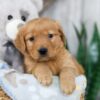 Image of Nessie, a Golden Retriever puppy