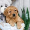 Image of Nessie, a Golden Retriever puppy