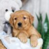 Image of Nessie, a Golden Retriever puppy