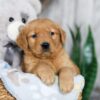 Image of Nessie, a Golden Retriever puppy