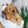 Image of Nessie, a Golden Retriever puppy