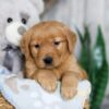 Image of Nessie, a Golden Retriever puppy