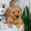 Image of Neveah, a Golden Retriever puppy