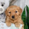 Image of Neveah, a Golden Retriever puppy