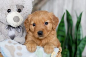 Image of Neveah, a Golden Retriever puppy