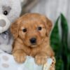 Image of Neveah, a Golden Retriever puppy