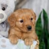 Image of Neveah, a Golden Retriever puppy