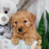 Image of Neveah, a Golden Retriever puppy