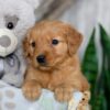 Image of Neveah, a Golden Retriever puppy