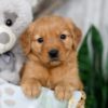 Image of Neveah, a Golden Retriever puppy