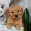 Image of Neveah, a Golden Retriever puppy