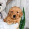 Image of Nick, a Golden Retriever puppy