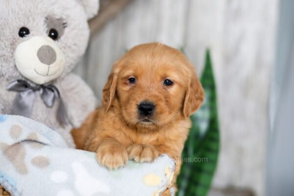 Image of Nick, a Golden Retriever puppy