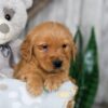 Image of Nick, a Golden Retriever puppy