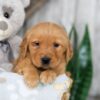 Image of Nick, a Golden Retriever puppy