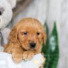 Image of Nick, a Golden Retriever puppy