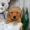 Image of Nick, a Golden Retriever puppy