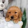 Image of Nick, a Golden Retriever puppy