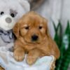 Image of Nicole, a Golden Retriever puppy